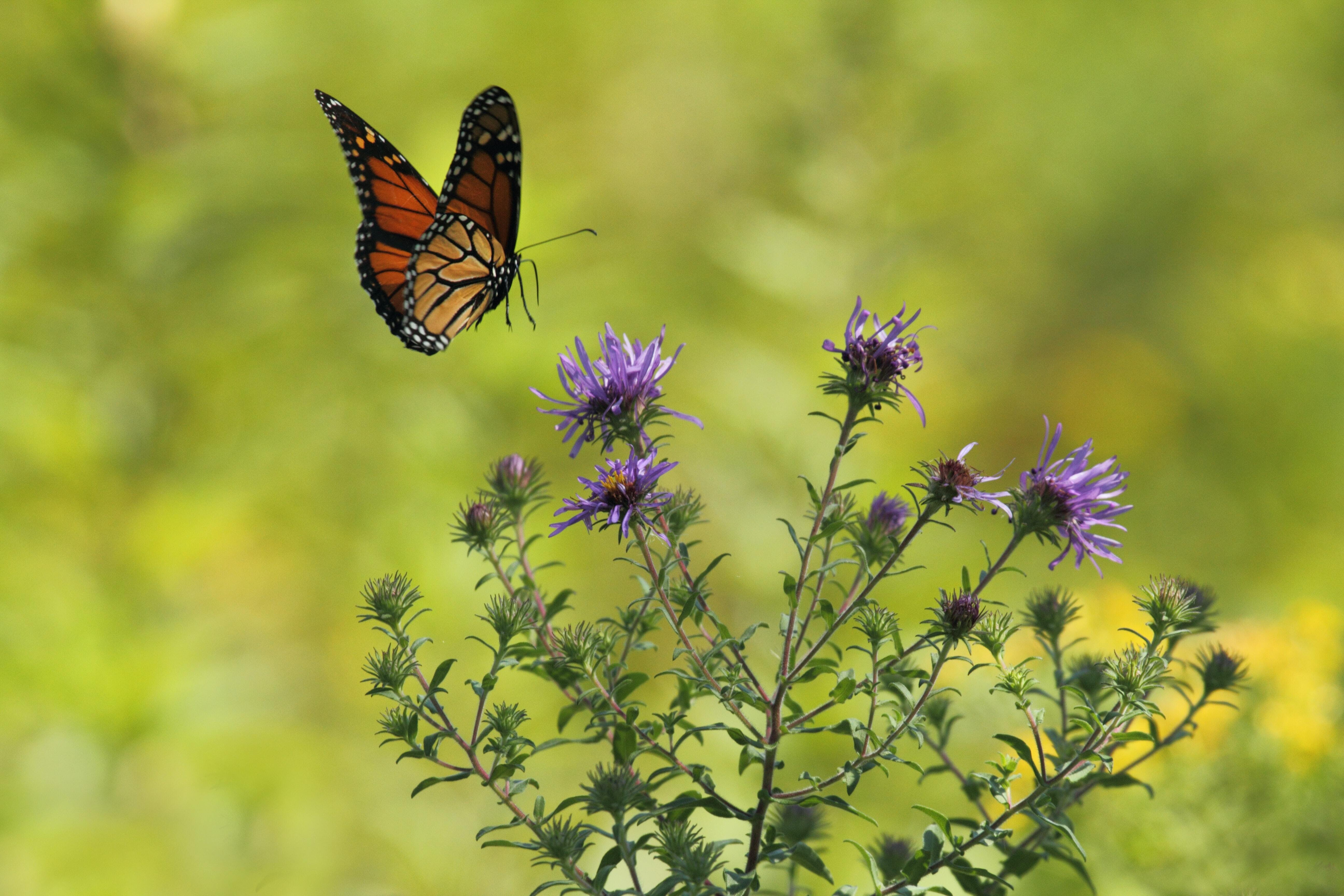 Butterfly landing on wildflowers