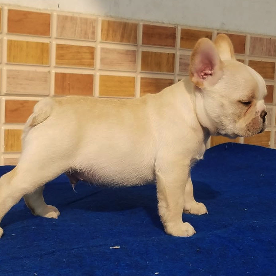 Ready to leave 27th jan boys (£2000) girls (£2500) 1 blue fawn boy 1 blue with tan points female 1 blue fawn female if your looking for quality look no. French Bulldog In Chandigarh And Jalandhar Sri Sai Pet World