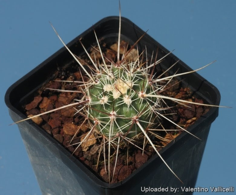 If your cactus is turning yellow, these could be the possible reasons: Echinocereus Engelmannii Var Munzii