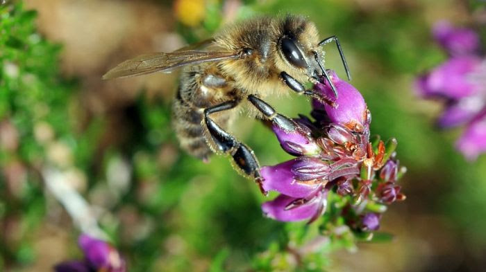 Abeille qui butine