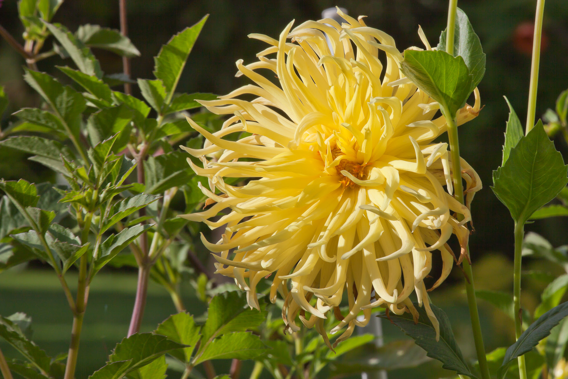 Image like 4 u: Dalia Flower