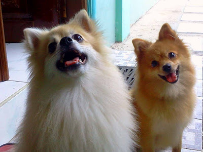 画像をダウンロード shih tzu japanese spitz mix breed 109137