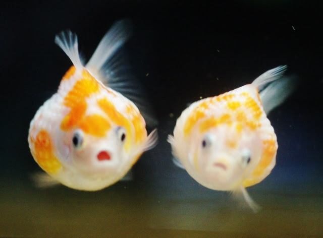 ユニークペット 魚 人気 すべての魚の画像