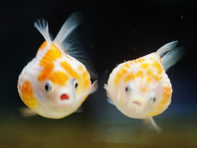 [最も選択された] ペット 魚 577472-ペット 魚 おすすめ