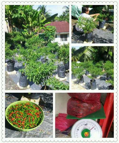 Apakah cara terbaik dan mudah untuk tanam cili? Menanam Cili Di Halaman Rumah Segalanya Tentang Tumbuhan