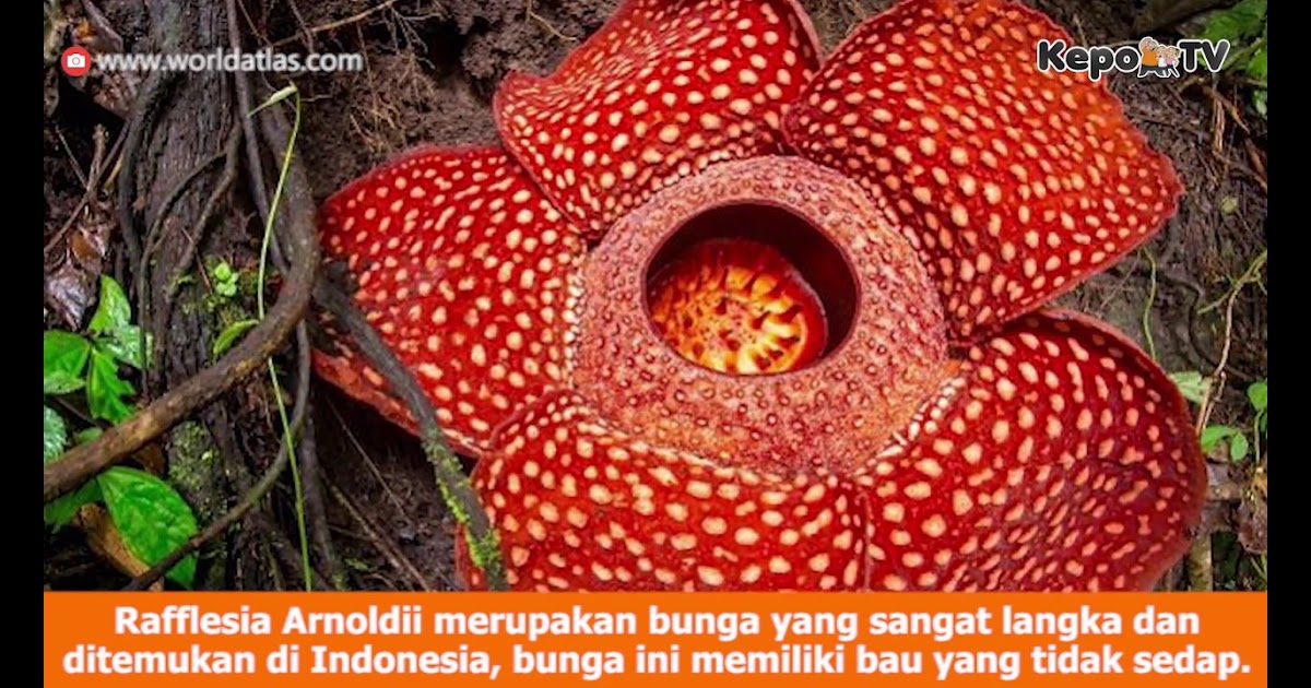 Gambar Tumbuhan Langka Yang Dilindungi Di  Indonesia  