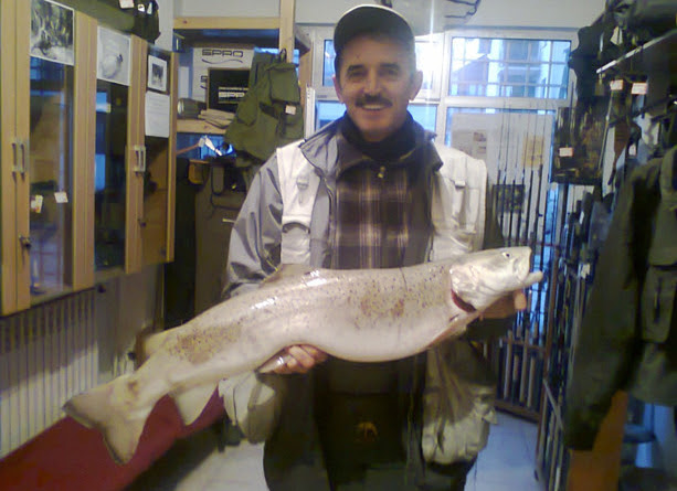 Neretvanska glavatica salmo marmoratus, trutta genivittata); Mladica Riba Od Hiljadu Zabacaja A Nekad Od Samo Tri Bistro Bosno I Hercegovino