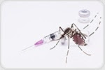 Study shows how the mosquito immune system combats malaria parasites