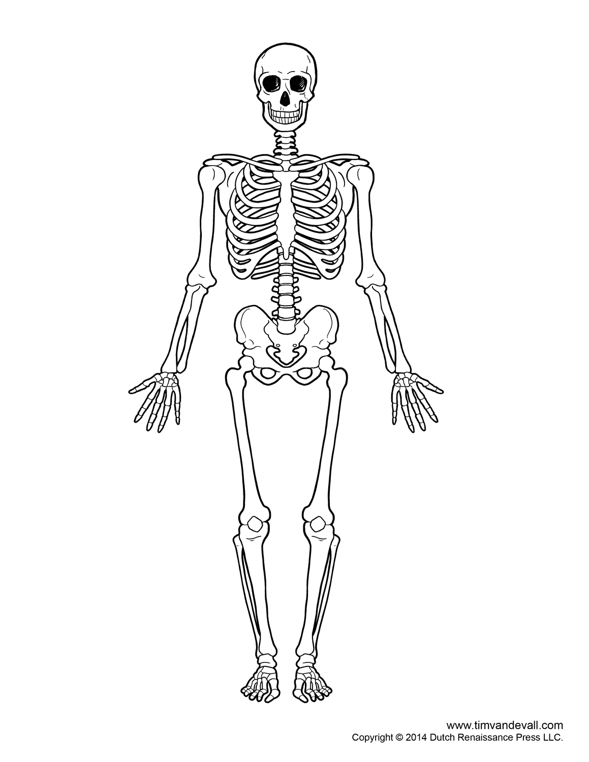 The medical information on this site is provided as an information. Diagram Foot Bone Diagram Unlabled Full Version Hd Quality Diagram Unlabled Shipsdiagrams Casale Giancesare It