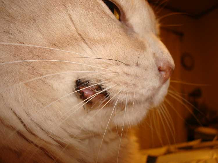 コレクション 猫 口の周り 黒いカス 3451 猫 口の周り 黒いカス