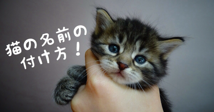 すべての動物画像 最高の可愛い 猫 名前
