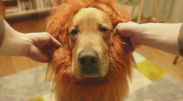 おしゃれな Amazon プライム Cm 犬 画像動物フリー