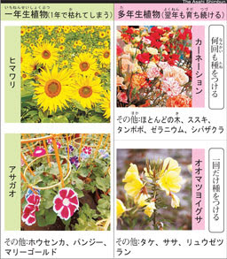 最も検索 一年生植物 花のイメージのコレクション