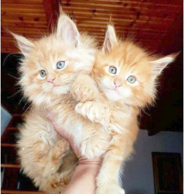 Maine Craigslist Pets - Search Craigslist Near Me