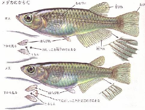 Japan Image めだか おすめす