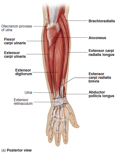Select from premium tendons of the highest quality. Forearm Tendons Anatomy Anatomy Drawing Diagram