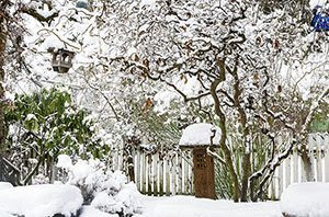 Add Color to Your Winter Backyard