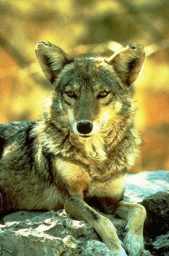 File:Coyote.jpg