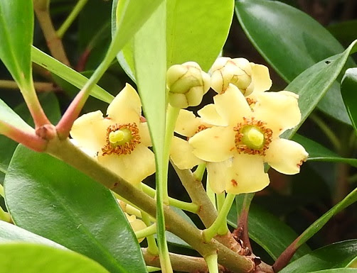 ベスト50 モッコク 花 最高の花の画像