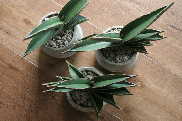 Ayanas サンスベリア サムライドワーフ Sansevieria Ehrenbergii Samurai Dwarf