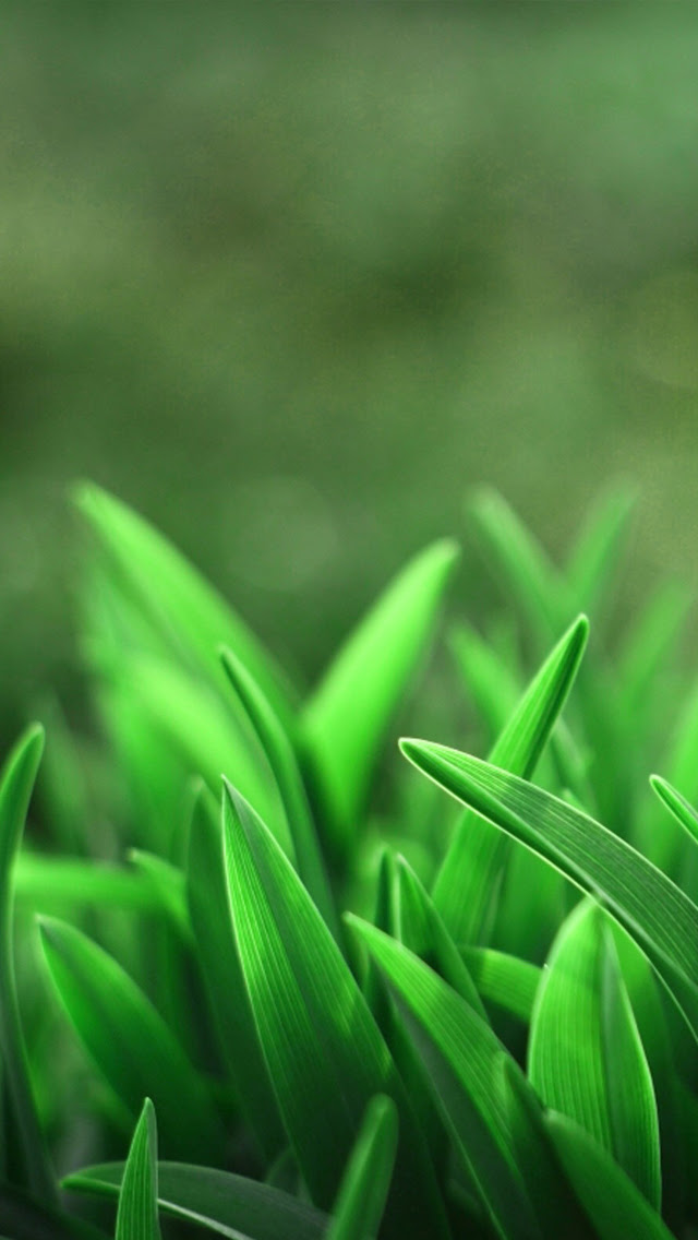 Wallpaper: High Resolution iPhone 5 Wallpapers