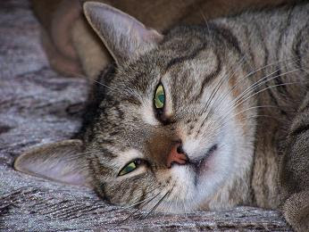 We did not find results for: Katzen Systematik Homepage Der Familie Pestak