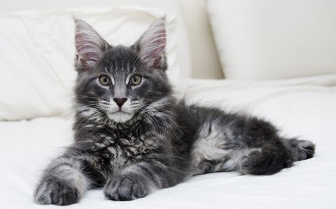 Cats in pictures, photos and videos: Maine Coon - Sidney ...