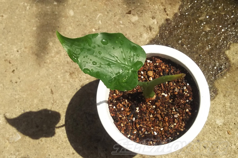 すべての美しい花の画像 最高のクワズイモ 植え 替え