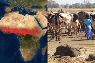 map of fire locations in Africa and cattle farmers