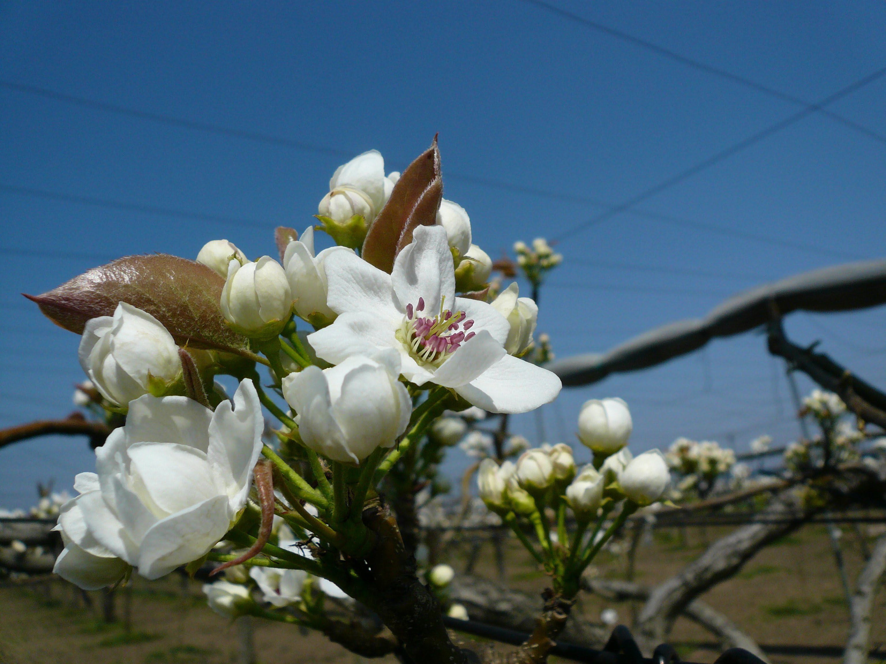 梨の花 花言葉 トップ 画像
