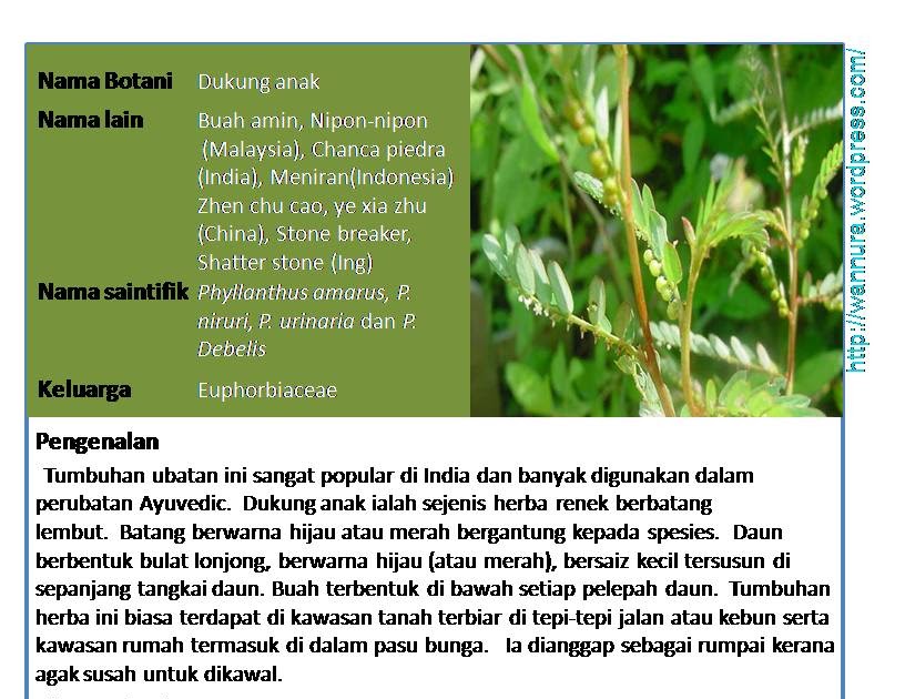 Perubatan Tradisional Penyakit Batu Karang - 14 Descargar