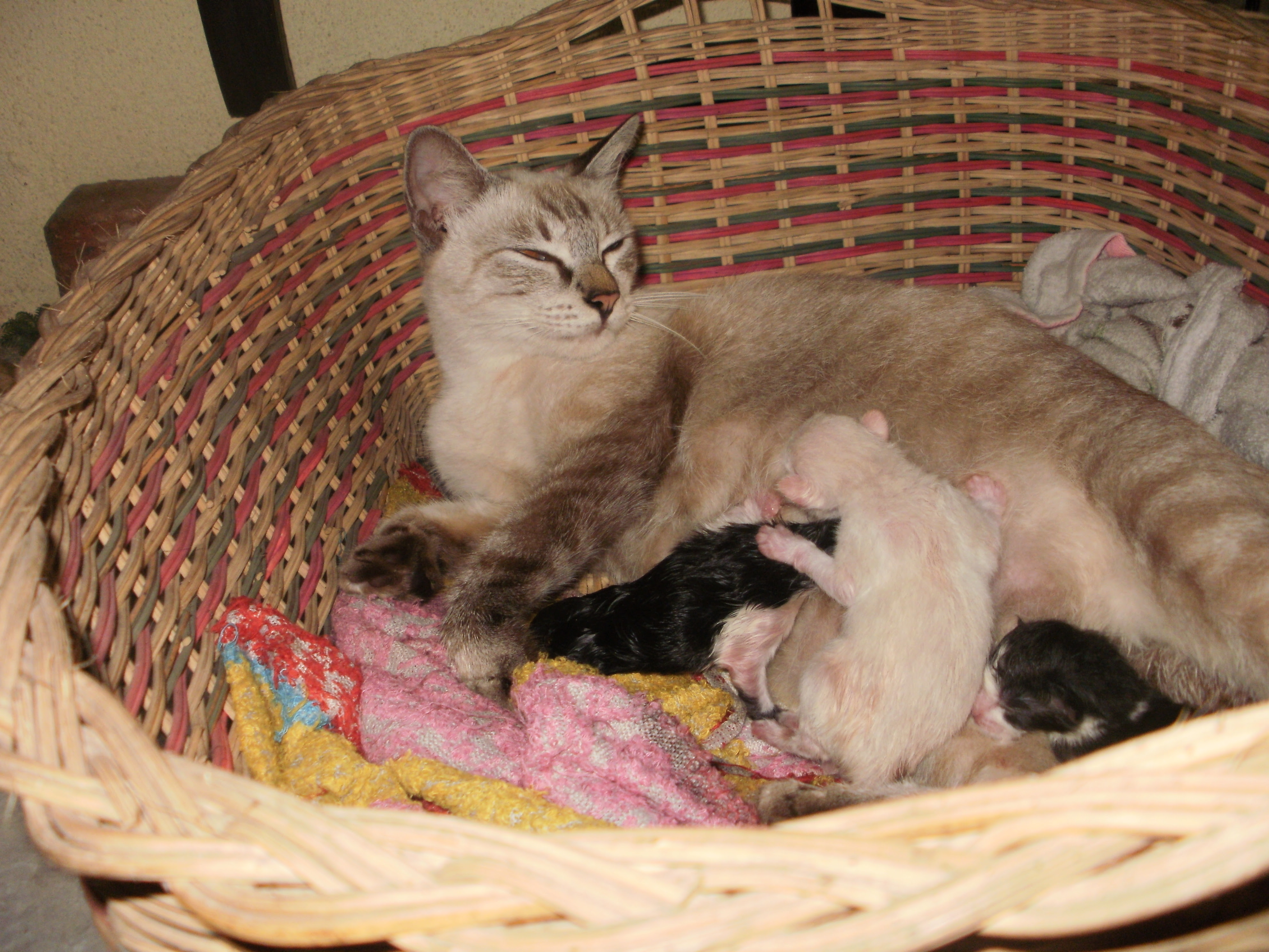 Gambar Binatang Beranak Gambarrrrrrr