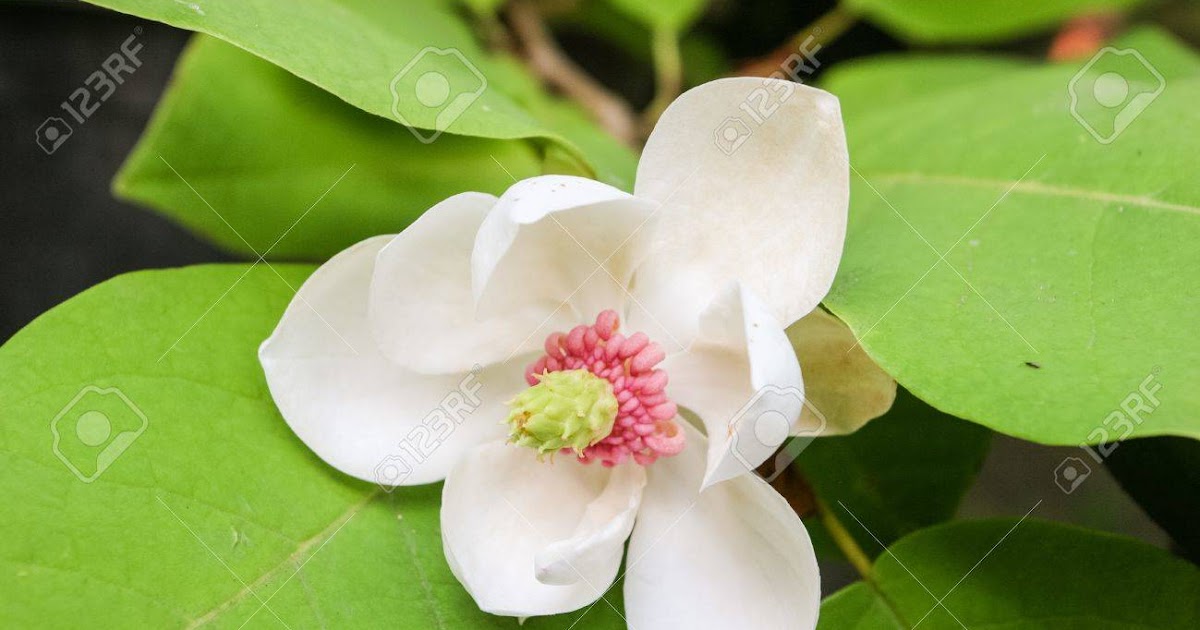 100以上 マグノリア 花 香り マグノリア 花 香り