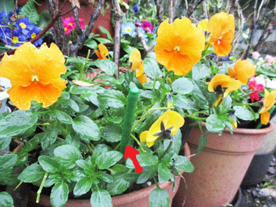 すべての美しい花の画像 75 さくらんぼ 花が咲かない