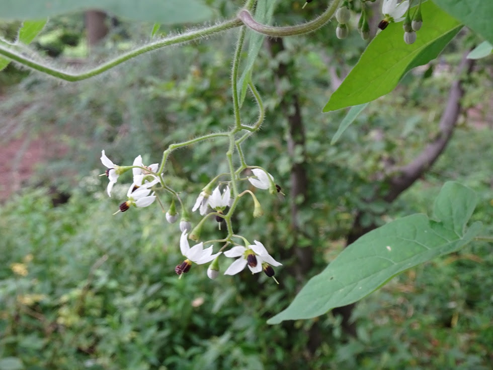 雑草 白い 花 Allis
