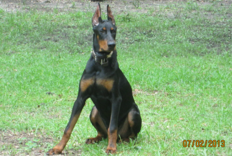 Certified cardio clear certified vwd dna clear!!certified dm (wobblers) no vicious z factored whites!!!akc european world class champion lined doberman puppies for sale. Doberman For Sale Online Shopping