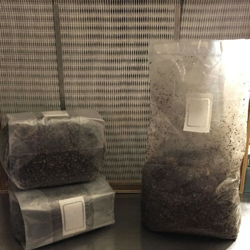 Mushroom compost is made from a base combination of horse manure or poultry manure and wheat straw. Mushrooms Spawns Kits 40 Pounds Sterilized Compost Bulk Mushroom Substrate Mycology Grow Kit Spawn Bag Home Garden