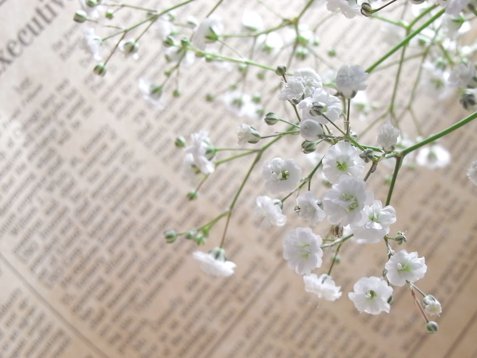 心に強く訴えるかすみ 草 壁紙 最高の花の画像