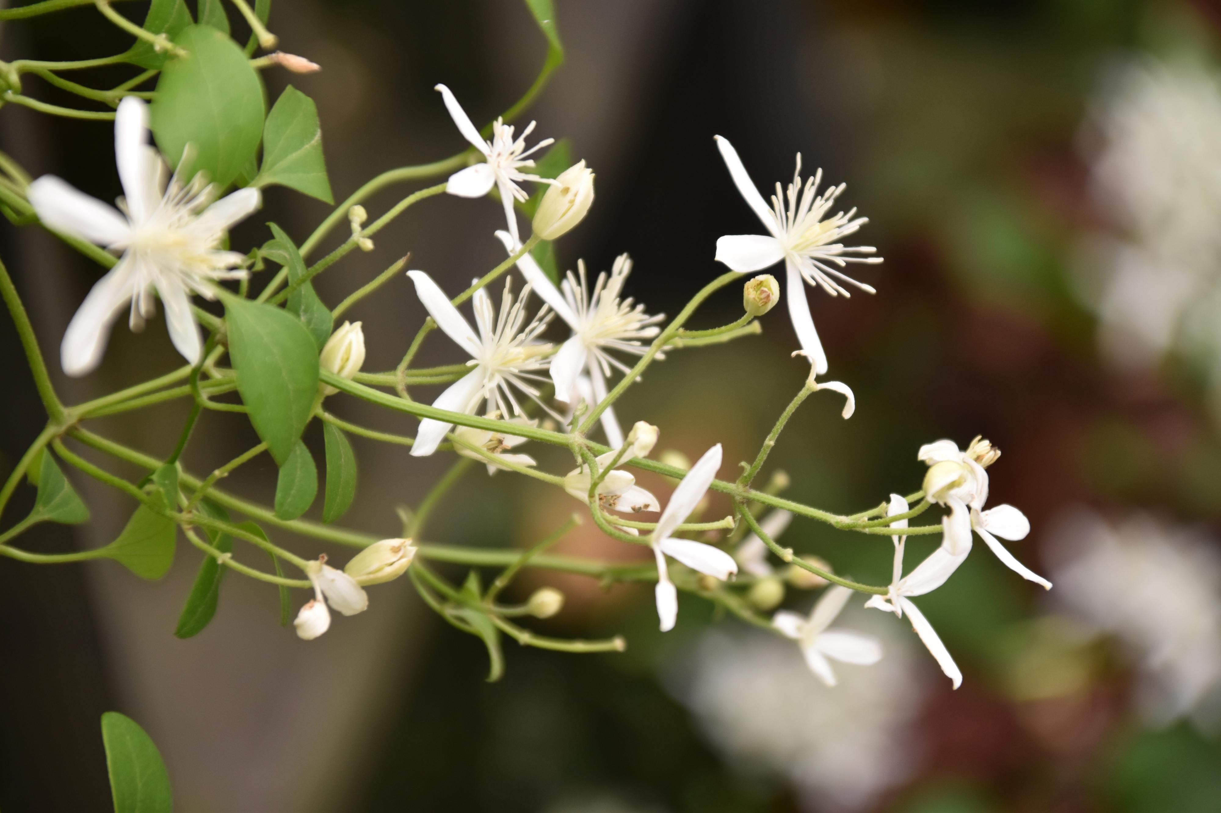 最高かつ最も包括的なツル 花 美しい花の画像