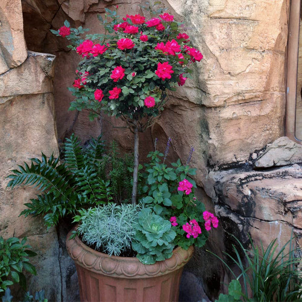 Knock out roses (rosa radrazz) are a trademarked series of shrub roses in seven different colors that even a novice or busy gardener can. Red Knock Out Rose Trees For Sale Fastgrowingtrees Com