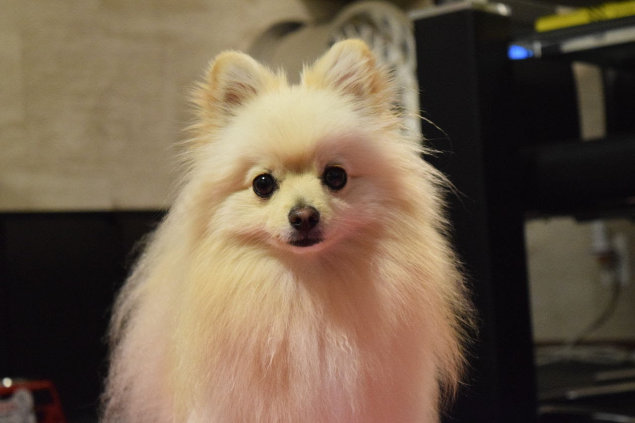 Jpirasutowsrkrr 最も共有された ソフトバンク 犬 ポメラニアン 6702 ソフトバンク 犬 ポメラニアン