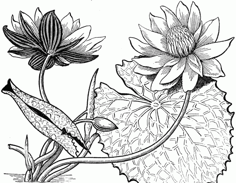 Wow 20 Sketsa  Bunga  Teratai  Hitam Putih Gambar Bunga  HD