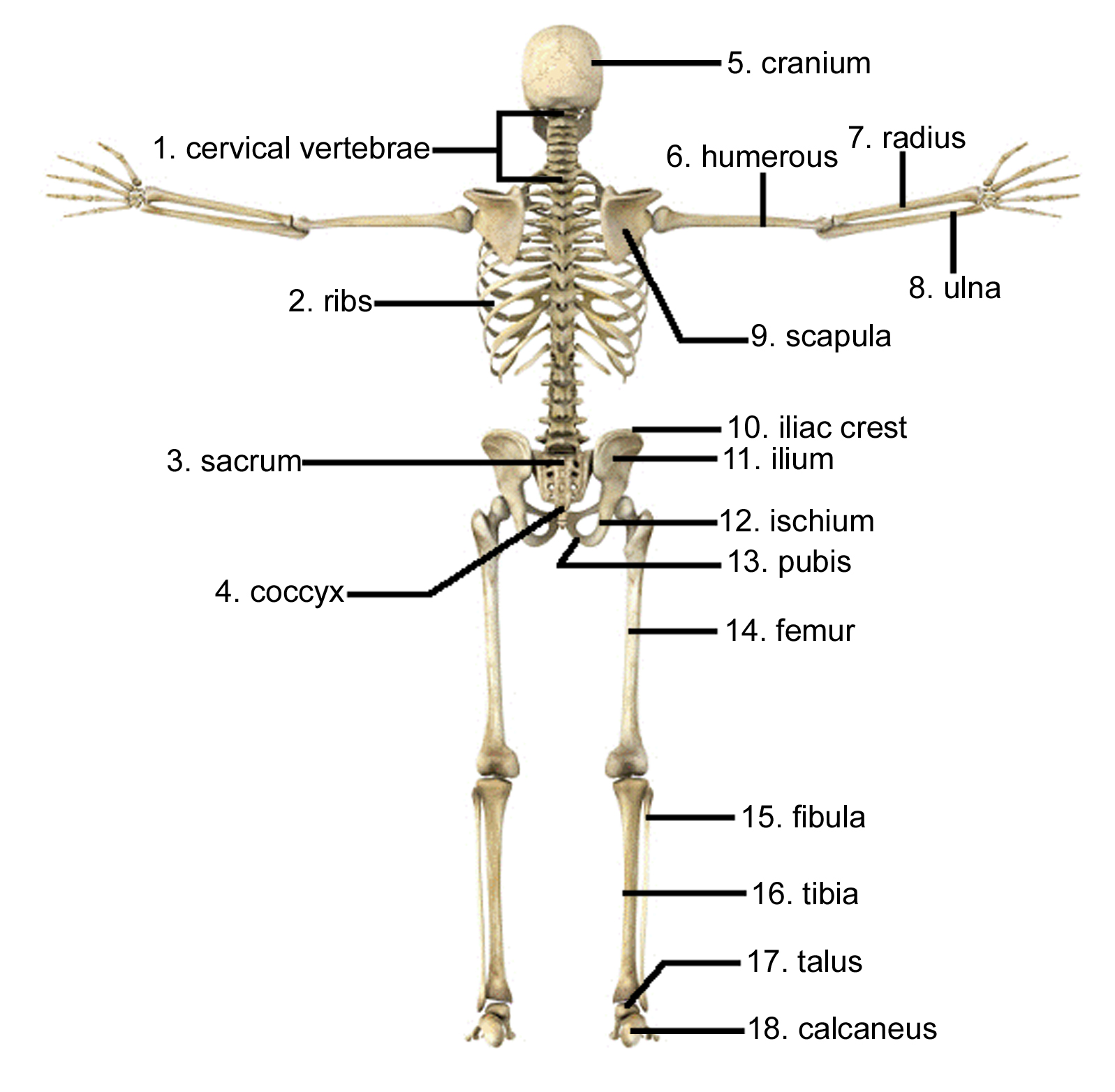 Check spelling or type a new query. Cybersurgeons