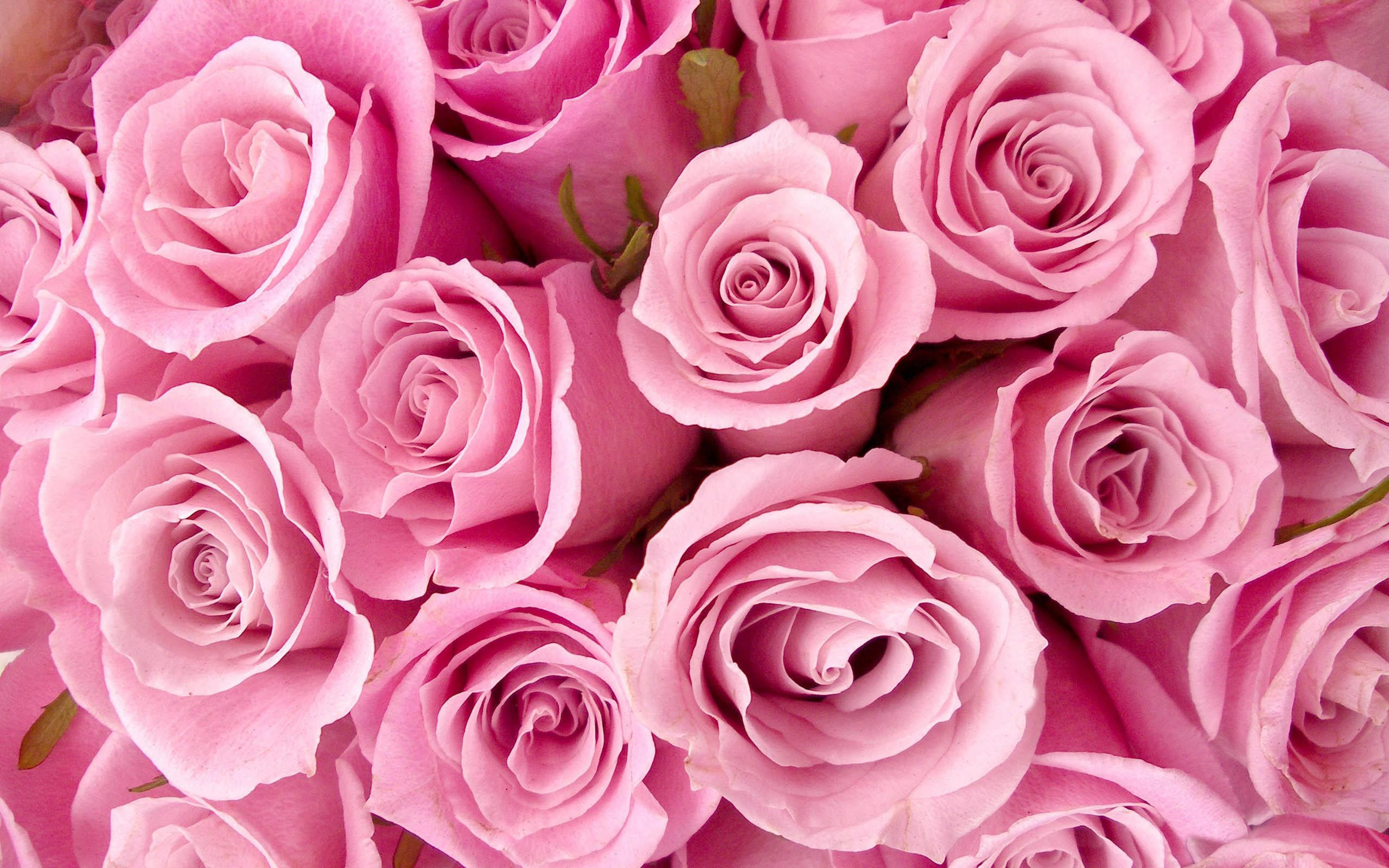 ぜいたくピンク 薔薇 壁紙 花の画像