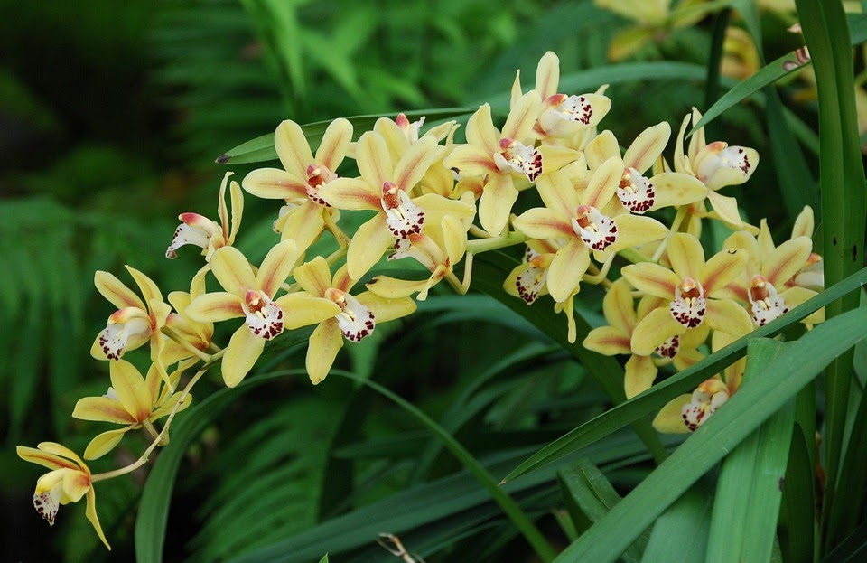 Wow 22 Gambar Bunga  Anggrek Warna  Kuning  Gambar Bunga  HD