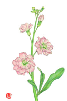 すべての美しい花の画像 綺麗な花 ストック イラスト