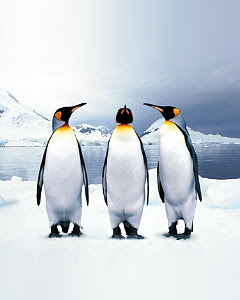 [最も選択された] ペンギンズ 壁紙 224679-ペンギンズ 壁紙 iphone