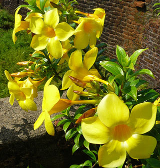 Concacaf copa oro 2021 leer más. Allamanda Cathartica Tropical Coast