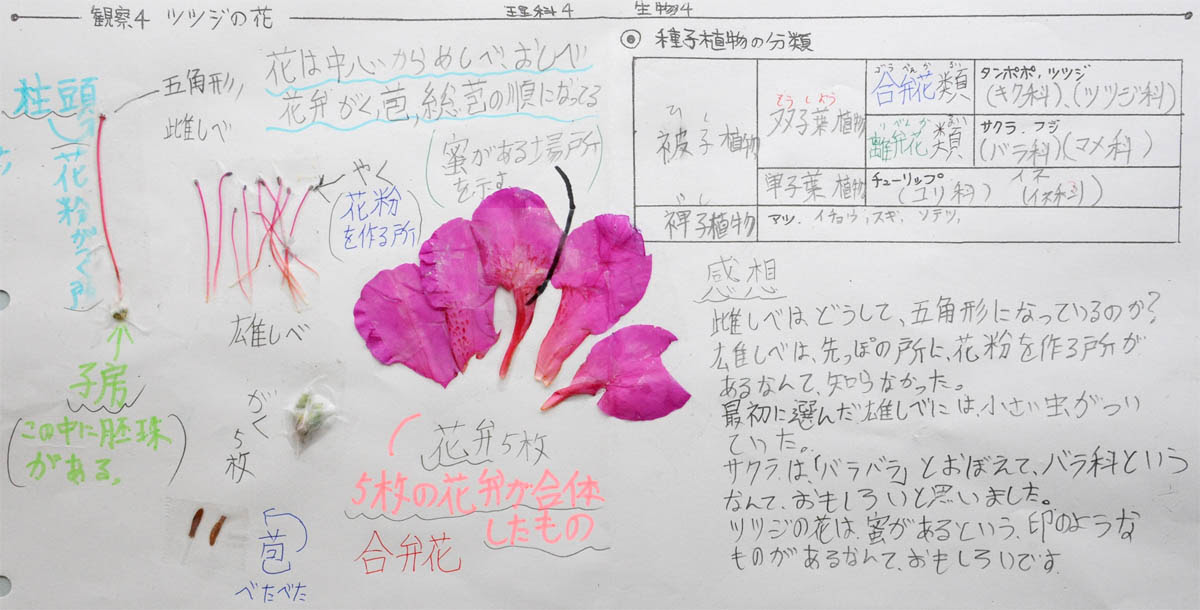 上 えんどう豆 離弁花 乾いた壁