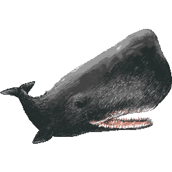 エレガントシロ ナガスクジラ イラスト ただのディズニー画像